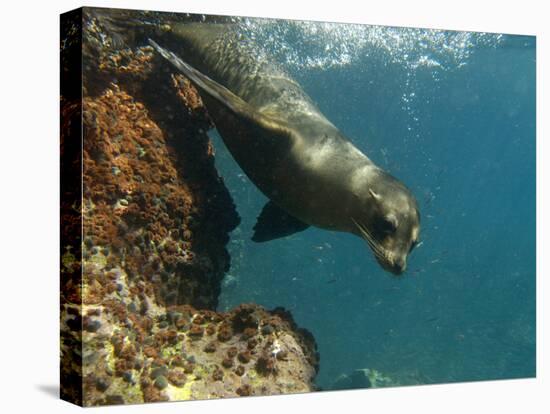 Galapagos Sealion, Gardner Bay, Española Island, Galapagos Islands, Ecuador-Pete Oxford-Stretched Canvas