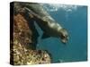 Galapagos Sealion, Gardner Bay, Española Island, Galapagos Islands, Ecuador-Pete Oxford-Stretched Canvas