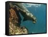 Galapagos Sealion, Gardner Bay, Española Island, Galapagos Islands, Ecuador-Pete Oxford-Framed Stretched Canvas