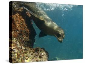 Galapagos Sealion, Gardner Bay, Española Island, Galapagos Islands, Ecuador-Pete Oxford-Stretched Canvas