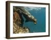 Galapagos Sealion, Gardner Bay, Española Island, Galapagos Islands, Ecuador-Pete Oxford-Framed Premium Photographic Print