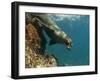 Galapagos Sealion, Gardner Bay, Española Island, Galapagos Islands, Ecuador-Pete Oxford-Framed Premium Photographic Print