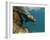 Galapagos Sealion, Gardner Bay, Española Island, Galapagos Islands, Ecuador-Pete Oxford-Framed Premium Photographic Print