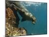 Galapagos Sealion, Gardner Bay, Española Island, Galapagos Islands, Ecuador-Pete Oxford-Mounted Premium Photographic Print