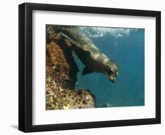 Galapagos Sealion, Gardner Bay, Española Island, Galapagos Islands, Ecuador-Pete Oxford-Framed Photographic Print