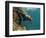 Galapagos Sealion, Gardner Bay, Española Island, Galapagos Islands, Ecuador-Pete Oxford-Framed Photographic Print