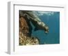 Galapagos Sealion, Gardner Bay, Española Island, Galapagos Islands, Ecuador-Pete Oxford-Framed Photographic Print