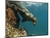 Galapagos Sealion, Gardner Bay, Española Island, Galapagos Islands, Ecuador-Pete Oxford-Mounted Photographic Print