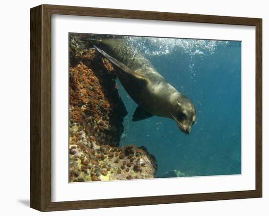 Galapagos Sealion, Gardner Bay, Española Island, Galapagos Islands, Ecuador-Pete Oxford-Framed Photographic Print