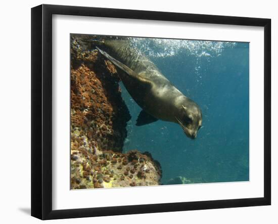 Galapagos Sealion, Gardner Bay, Española Island, Galapagos Islands, Ecuador-Pete Oxford-Framed Photographic Print