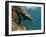 Galapagos Sealion, Gardner Bay, Española Island, Galapagos Islands, Ecuador-Pete Oxford-Framed Photographic Print