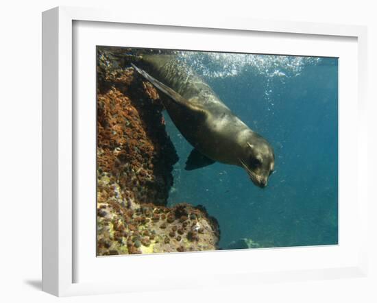 Galapagos Sealion, Gardner Bay, Española Island, Galapagos Islands, Ecuador-Pete Oxford-Framed Photographic Print