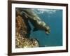 Galapagos Sealion, Gardner Bay, Española Island, Galapagos Islands, Ecuador-Pete Oxford-Framed Photographic Print