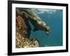 Galapagos Sealion, Gardner Bay, Española Island, Galapagos Islands, Ecuador-Pete Oxford-Framed Photographic Print