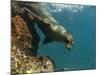 Galapagos Sealion, Gardner Bay, Española Island, Galapagos Islands, Ecuador-Pete Oxford-Mounted Photographic Print