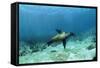Galapagos Sealion Hunting Fish-null-Framed Stretched Canvas