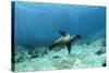 Galapagos Sealion Hunting Fish-null-Stretched Canvas