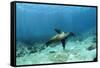 Galapagos Sealion Hunting Fish-null-Framed Stretched Canvas