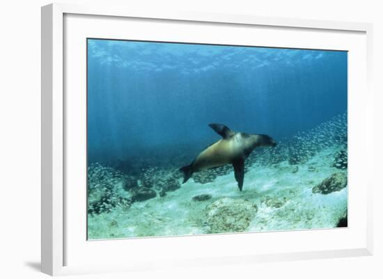 Galapagos Sealion Hunting Fish-null-Framed Photographic Print