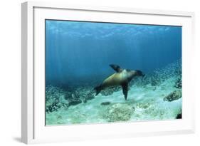 Galapagos Sealion Hunting Fish-null-Framed Photographic Print