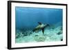 Galapagos Sealion Hunting Fish-null-Framed Photographic Print