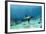 Galapagos Sealion Hunting Fish-null-Framed Photographic Print