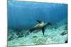 Galapagos Sealion Hunting Fish-null-Mounted Photographic Print