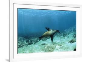 Galapagos Sealion Hunting Fish-null-Framed Photographic Print