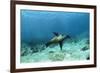 Galapagos Sealion Hunting Fish-null-Framed Photographic Print