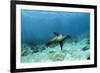 Galapagos Sealion Hunting Fish-null-Framed Photographic Print