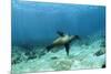 Galapagos Sealion Hunting Fish-null-Mounted Photographic Print