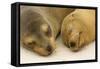 Galapagos Sealion on the Beach-null-Framed Stretched Canvas