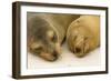 Galapagos Sealion on the Beach-null-Framed Photographic Print