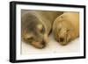 Galapagos Sealion on the Beach-null-Framed Photographic Print