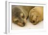 Galapagos Sealion on the Beach-null-Framed Photographic Print