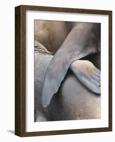 Galapagos Sealion (Zalophus califonianus wollebaeki) mother and pup, Galapagos Islands-Jean Hosking-Framed Photographic Print