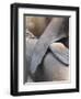 Galapagos Sealion (Zalophus califonianus wollebaeki) mother and pup, Galapagos Islands-Jean Hosking-Framed Photographic Print