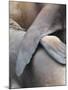 Galapagos Sealion (Zalophus califonianus wollebaeki) mother and pup, Galapagos Islands-Jean Hosking-Mounted Photographic Print