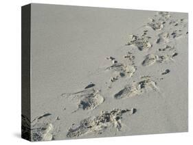 Galapagos Sealion (Zalophus califonianus wollebaeki) tracks, on sandy beach, Galapagos Islands-Jean Hosking-Stretched Canvas