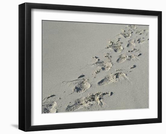 Galapagos Sealion (Zalophus califonianus wollebaeki) tracks, on sandy beach, Galapagos Islands-Jean Hosking-Framed Photographic Print