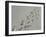 Galapagos Sealion (Zalophus califonianus wollebaeki) tracks, on sandy beach, Galapagos Islands-Jean Hosking-Framed Photographic Print