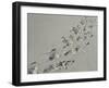 Galapagos Sealion (Zalophus califonianus wollebaeki) tracks, on sandy beach, Galapagos Islands-Jean Hosking-Framed Photographic Print