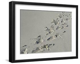 Galapagos Sealion (Zalophus califonianus wollebaeki) tracks, on sandy beach, Galapagos Islands-Jean Hosking-Framed Premium Photographic Print