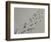 Galapagos Sealion (Zalophus califonianus wollebaeki) tracks, on sandy beach, Galapagos Islands-Jean Hosking-Framed Photographic Print