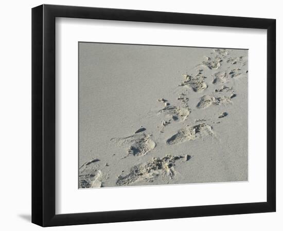 Galapagos Sealion (Zalophus califonianus wollebaeki) tracks, on sandy beach, Galapagos Islands-Jean Hosking-Framed Photographic Print