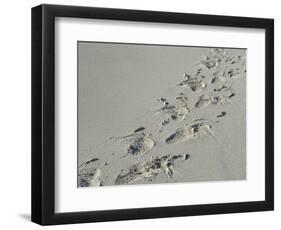 Galapagos Sealion (Zalophus califonianus wollebaeki) tracks, on sandy beach, Galapagos Islands-Jean Hosking-Framed Photographic Print