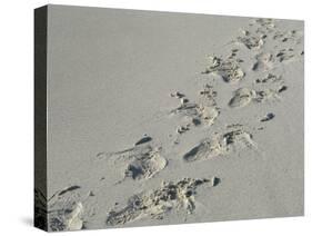 Galapagos Sealion (Zalophus califonianus wollebaeki) tracks, on sandy beach, Galapagos Islands-Jean Hosking-Stretched Canvas