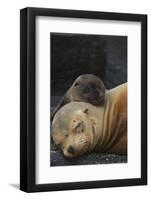 Galapagos Sealion (Zalophus Wollebaeki) Mother And Pup Resting On Beach, Galapagos-Pete Oxford-Framed Photographic Print