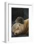 Galapagos Sealion (Zalophus Wollebaeki) Mother And Pup Resting On Beach, Galapagos-Pete Oxford-Framed Photographic Print