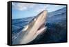 Galapagos shark at sea surface, Hawaii-David Fleetham-Framed Stretched Canvas